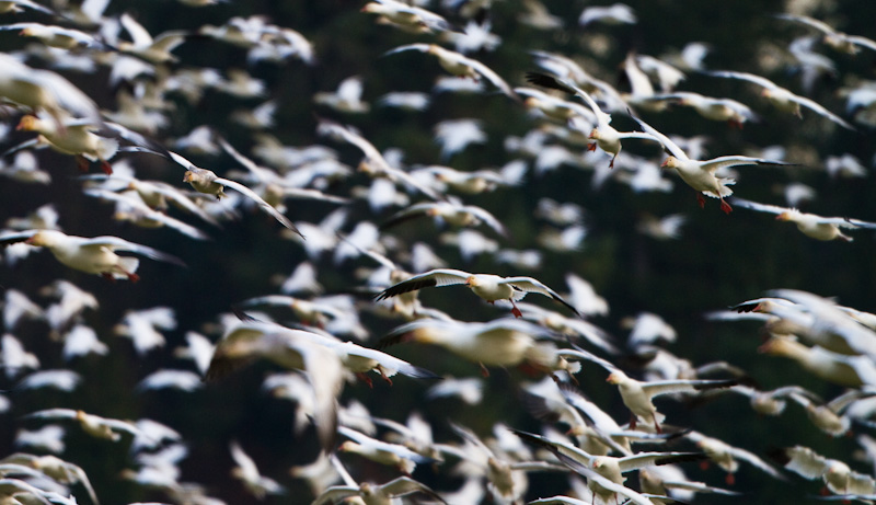 Snow Geese In Flight